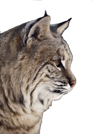 Tess Bobcat