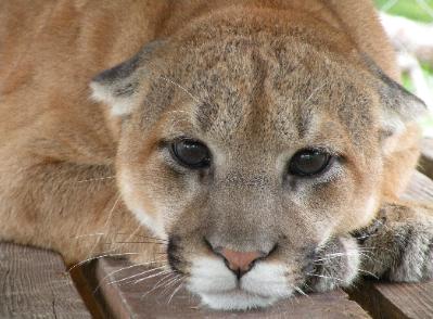 Hannah Cougar