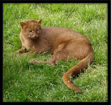 Phoneix Jaguarundi