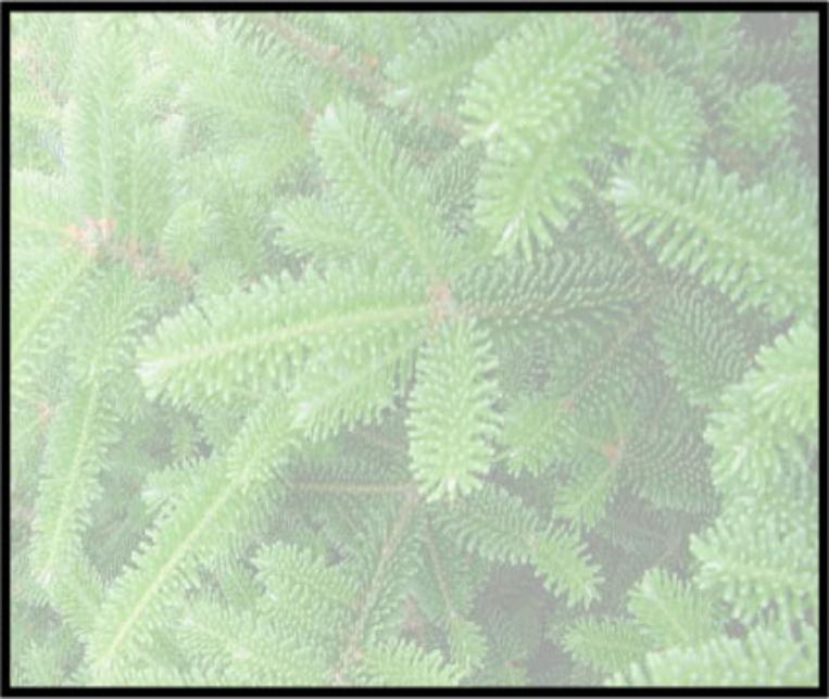 Evergreen Footer