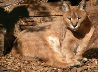 Hunter Caracal