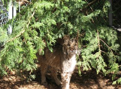 Tank Bobcat